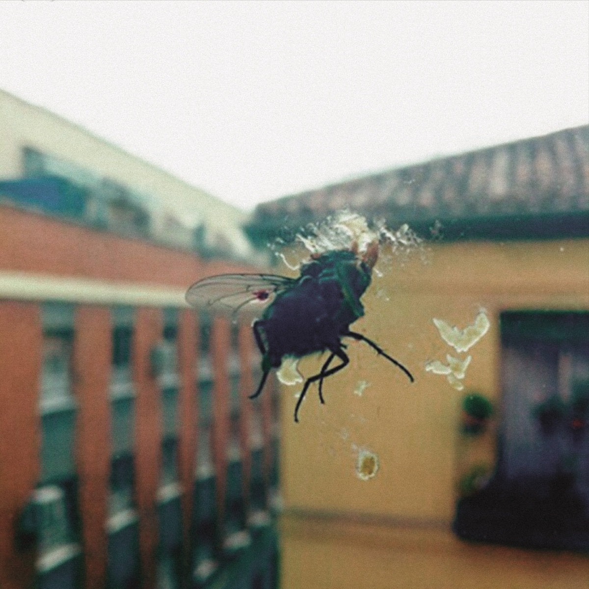 BIZNAGA - Gran pantalla