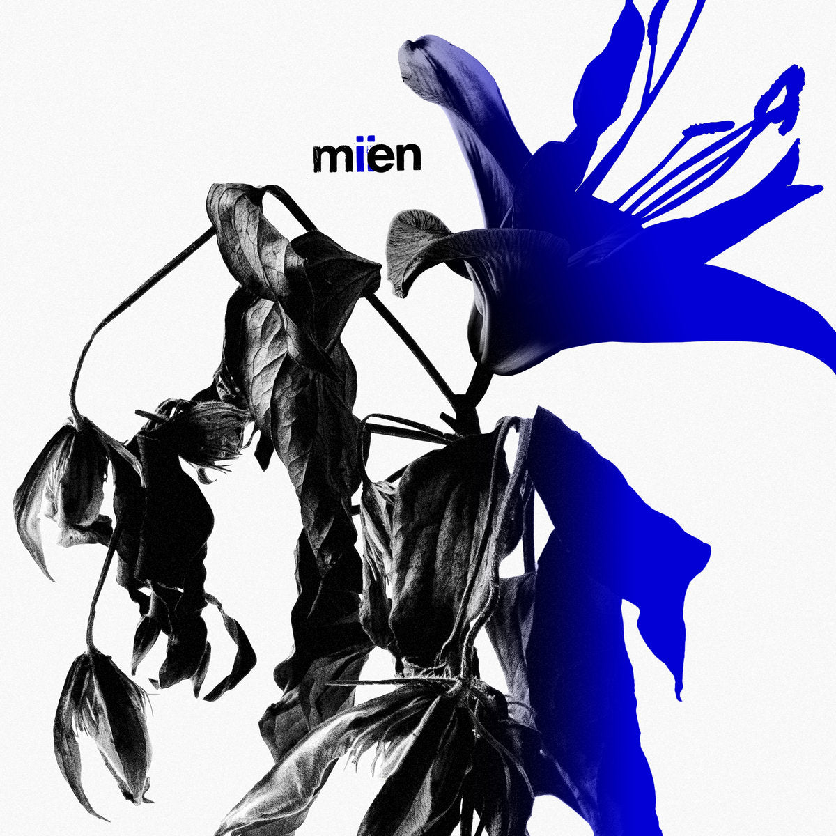 MIIEN - Mien